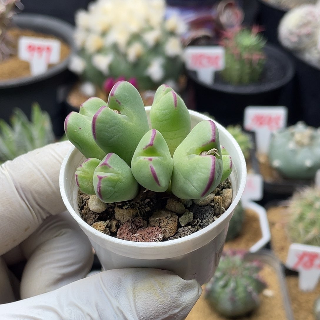 空蝉杂红边少将 致远多肉植物