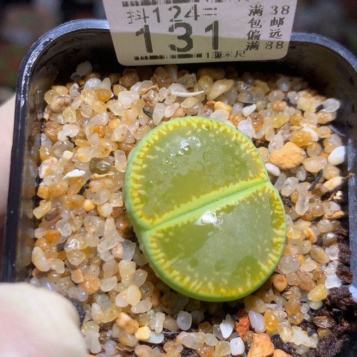 精品生石花124.131