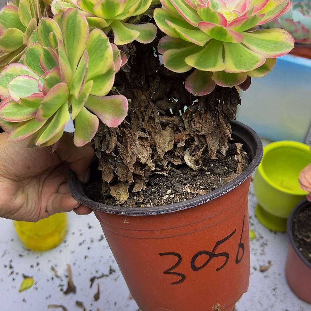 阡***陌稀有万妖花带盆土发货