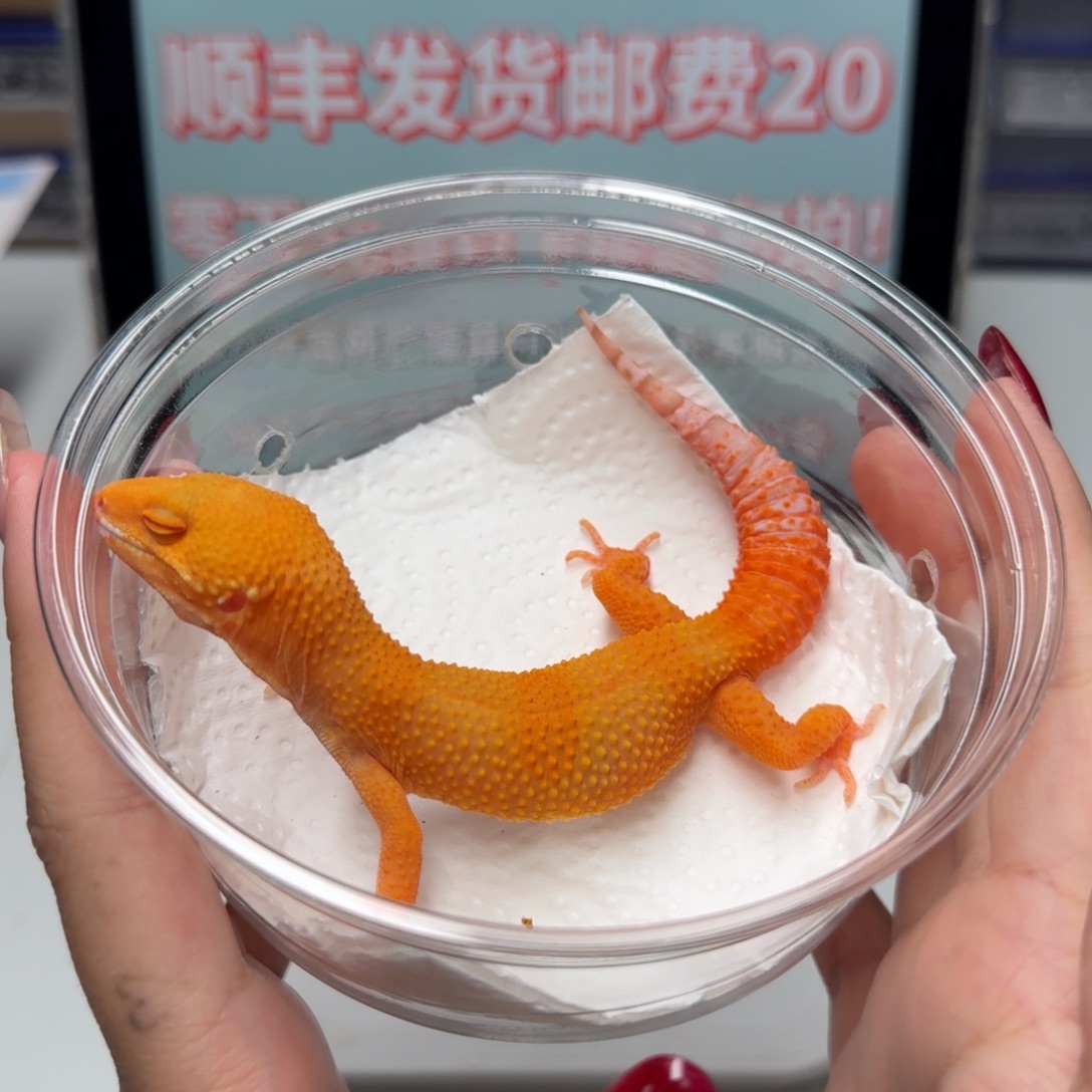 豹纹守宫贝尔蜜桔妹妹