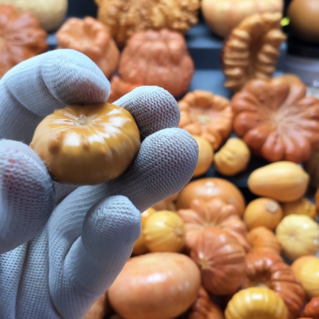 0***7墨西哥葫芦微瑕不退不换