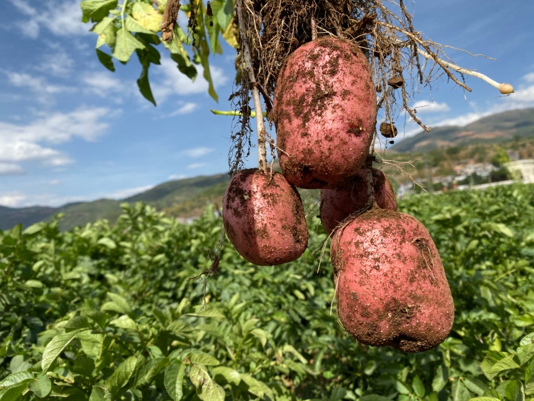 云南高原红皮黄心土豆高山老品种农家自种现挖新鲜土豆粉糯香