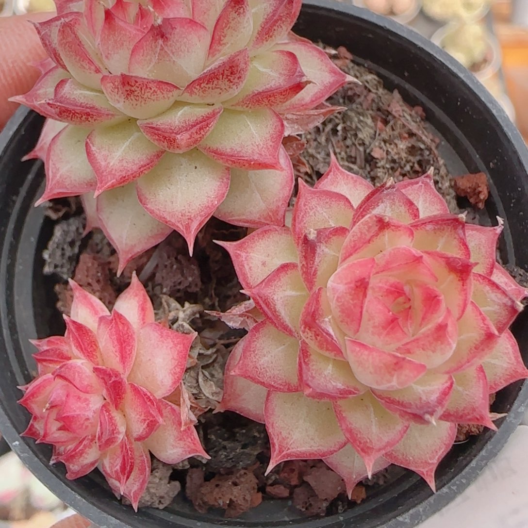 花语多肉1231-126散女王