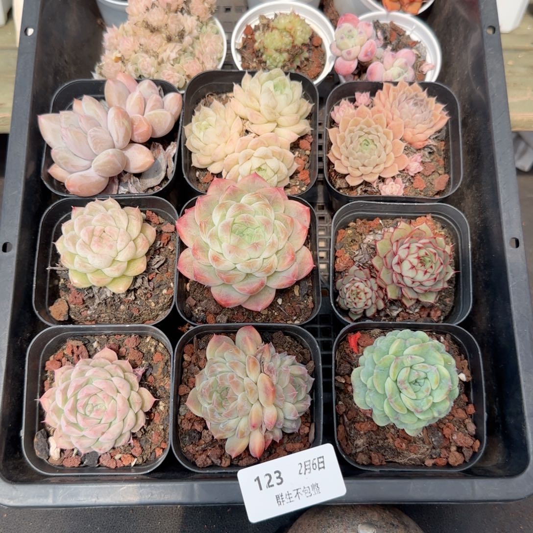 框拍框拍0206-123