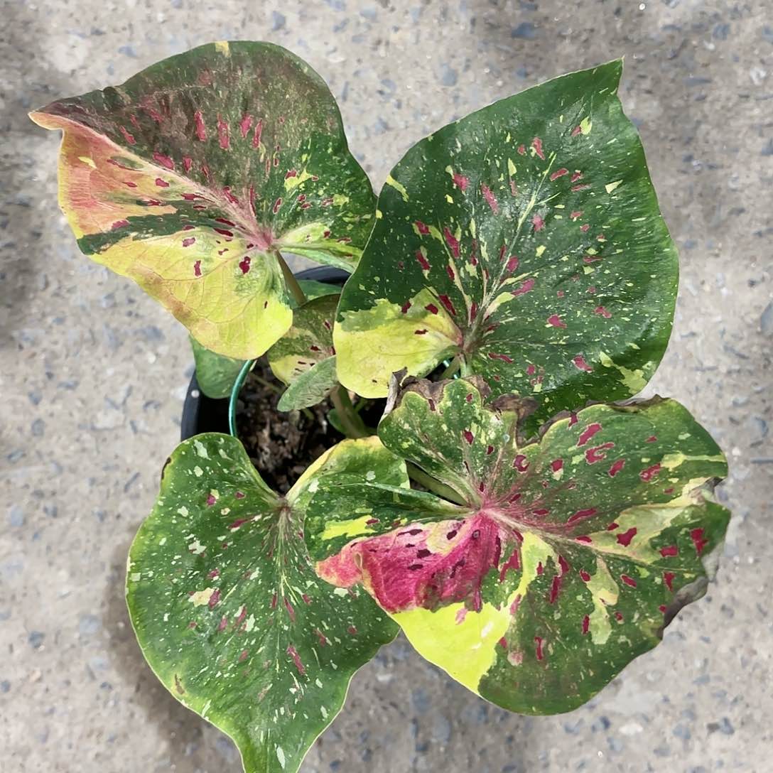 351-0120彩叶芋泰国发货多肉