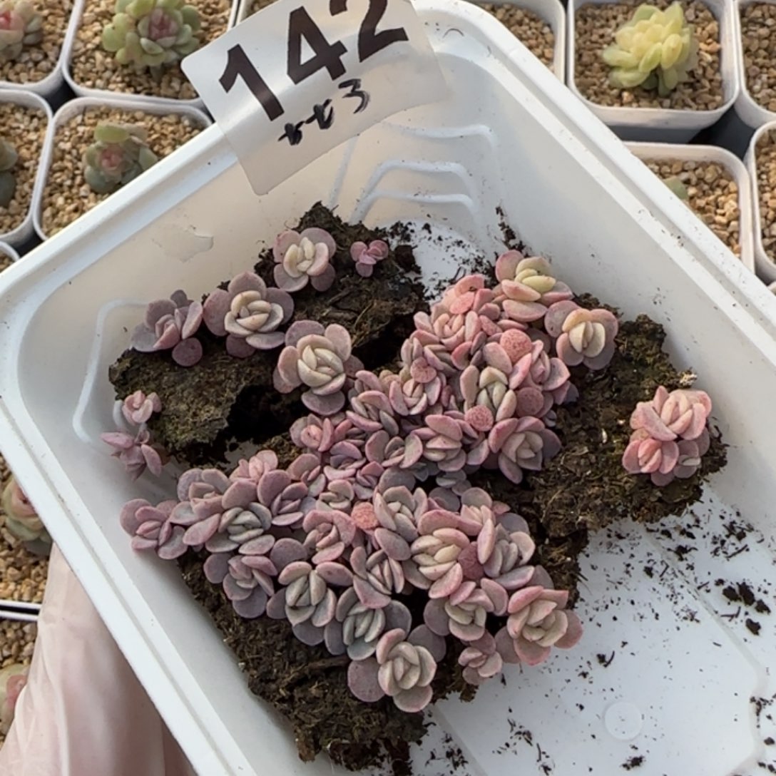 142 号王者系列多肉一盒