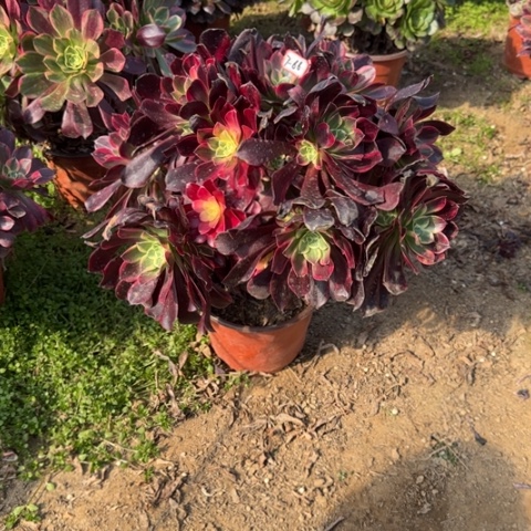 7-66金丝朵朵多肉植物