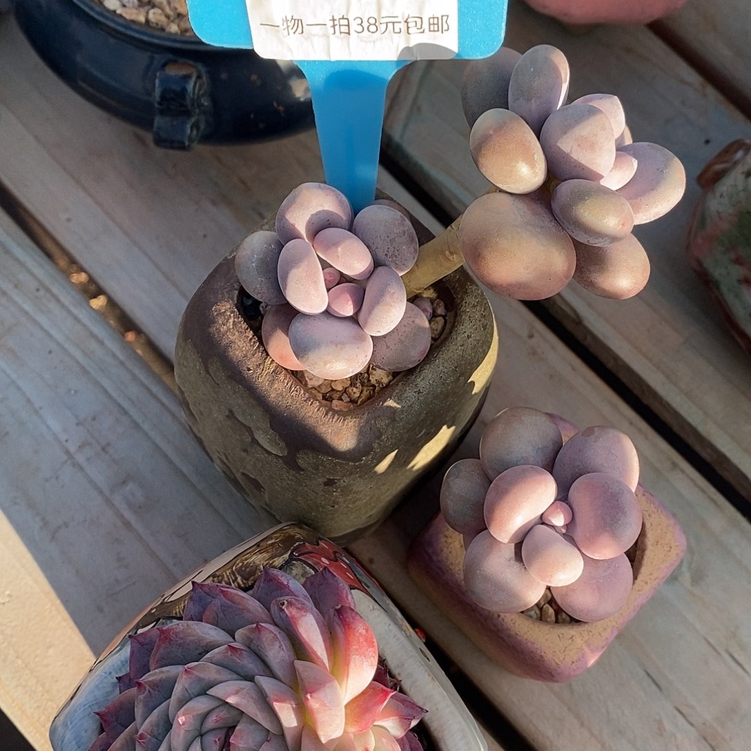 12031，哦句璐璐偷摸