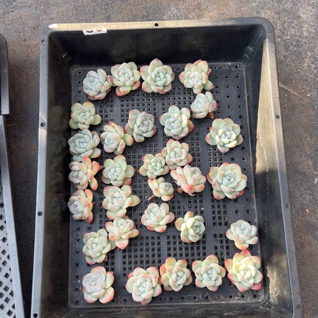 30个冰玉无根0000000000