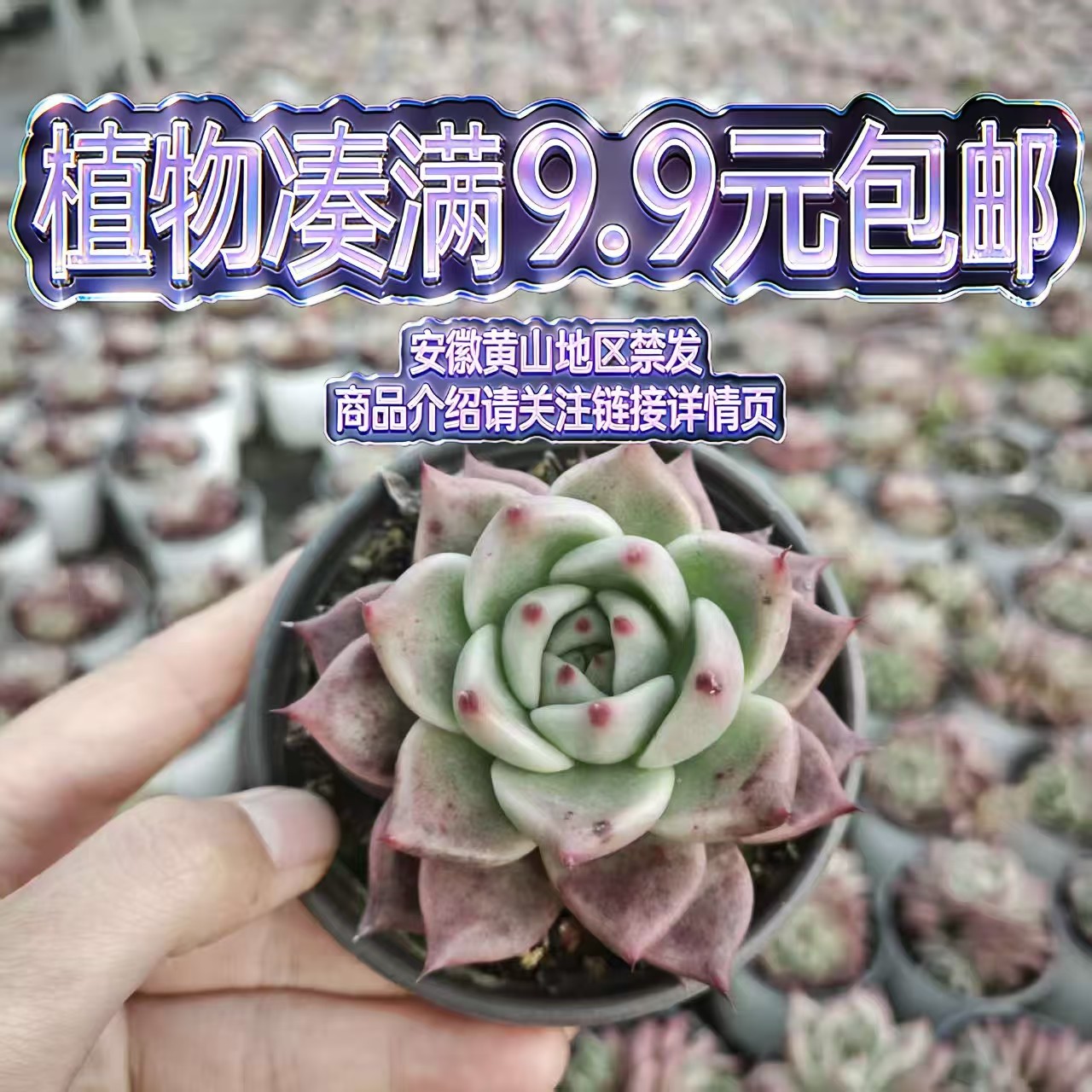 （红龙-单群混发）多肉要满9.9邮 多肉植物绿植吸甲醛（以直播为准）