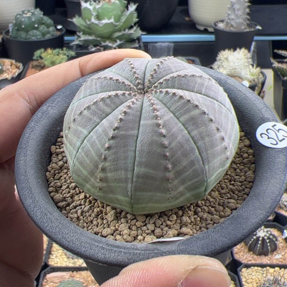 欧布实生一物一拍325