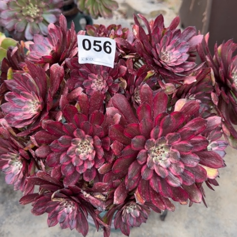 056紫霞仙子朵朵25厘米左右