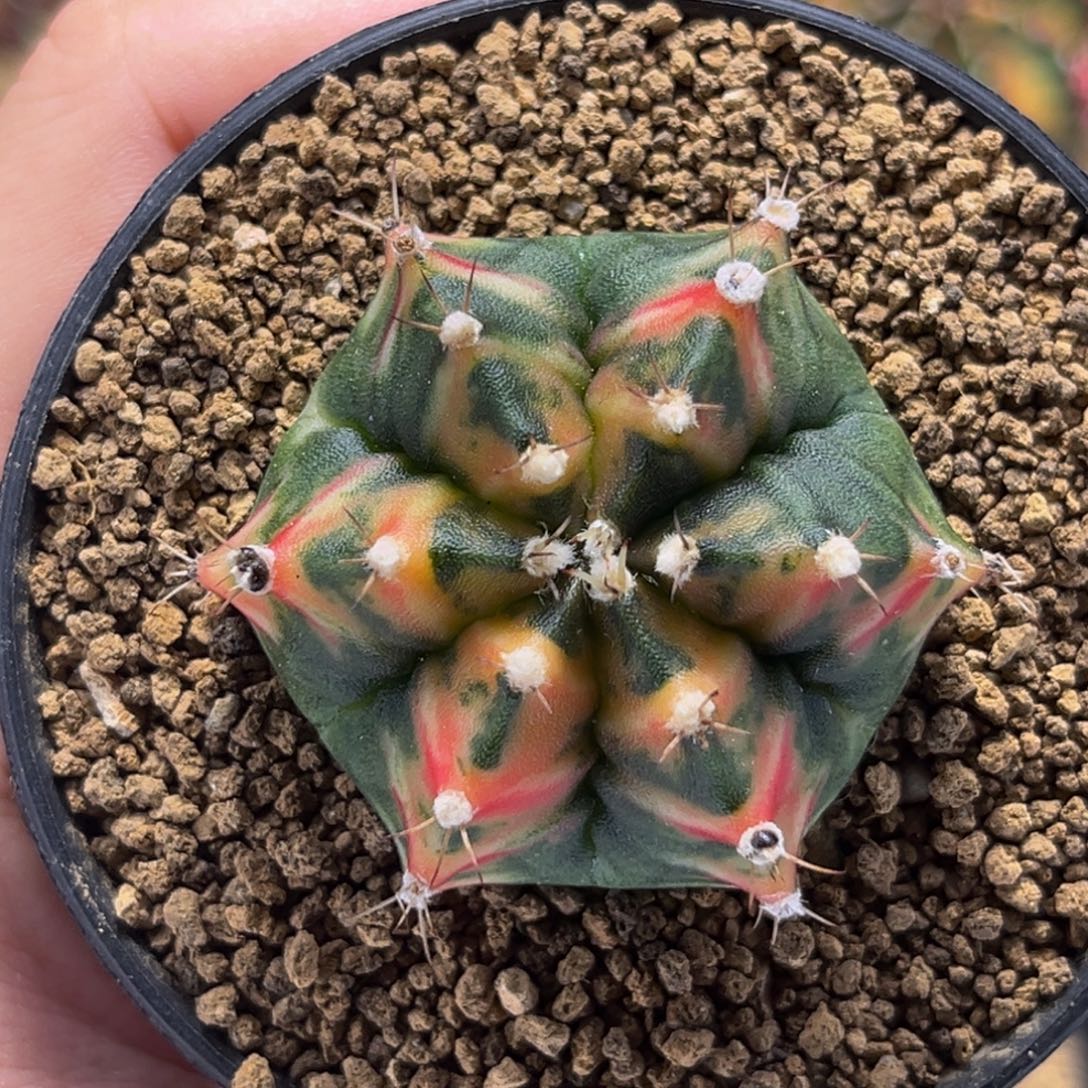 六棱虎斑 米哈仙人球