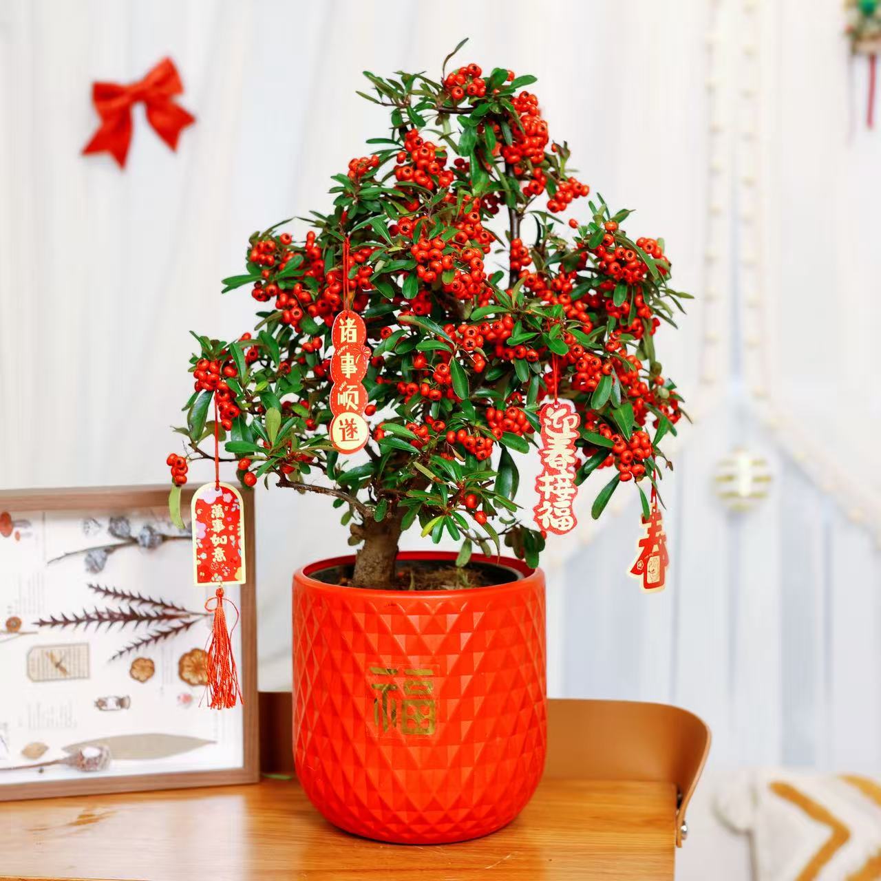 【吉祥如意】吉祥果南北方室内外四季耐寒好养观果盆景61
