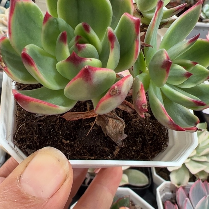 桃花锦多肉植物586