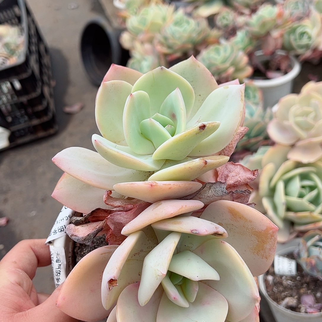白凤双头起一盆老桩
