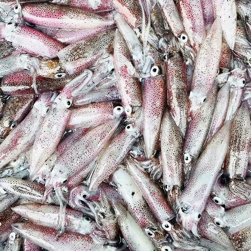 码头直发新鲜上岸/鱿鱼/笔管鱿鱼 京东顺丰冷链发货999