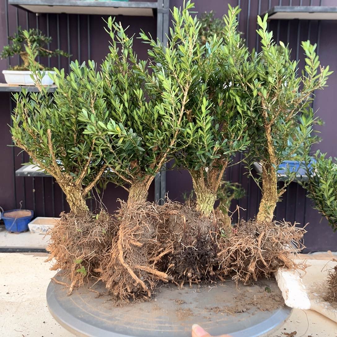 当前无花朵，栽培后可花朵