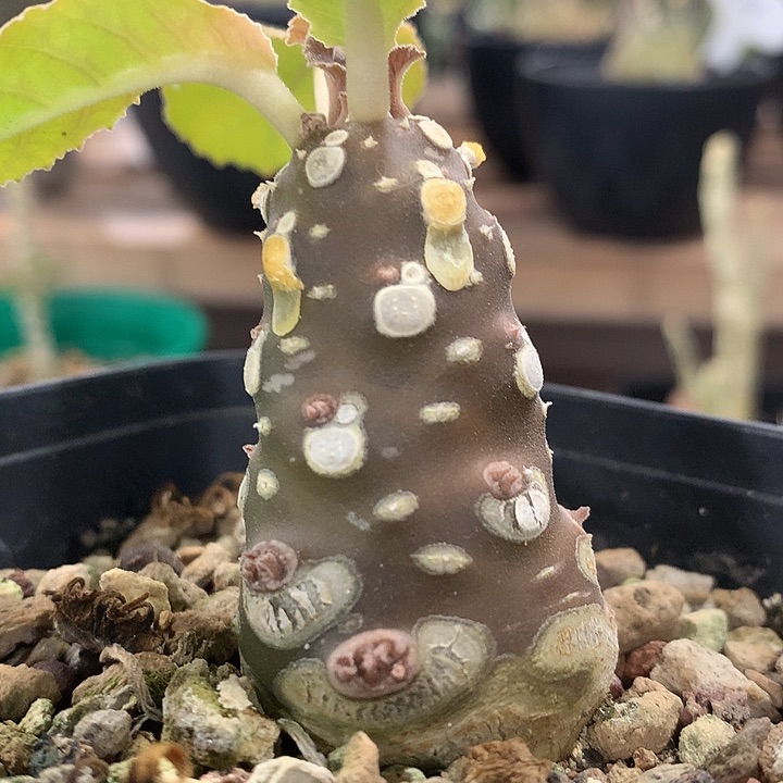 367琉桑2.5公分666666666