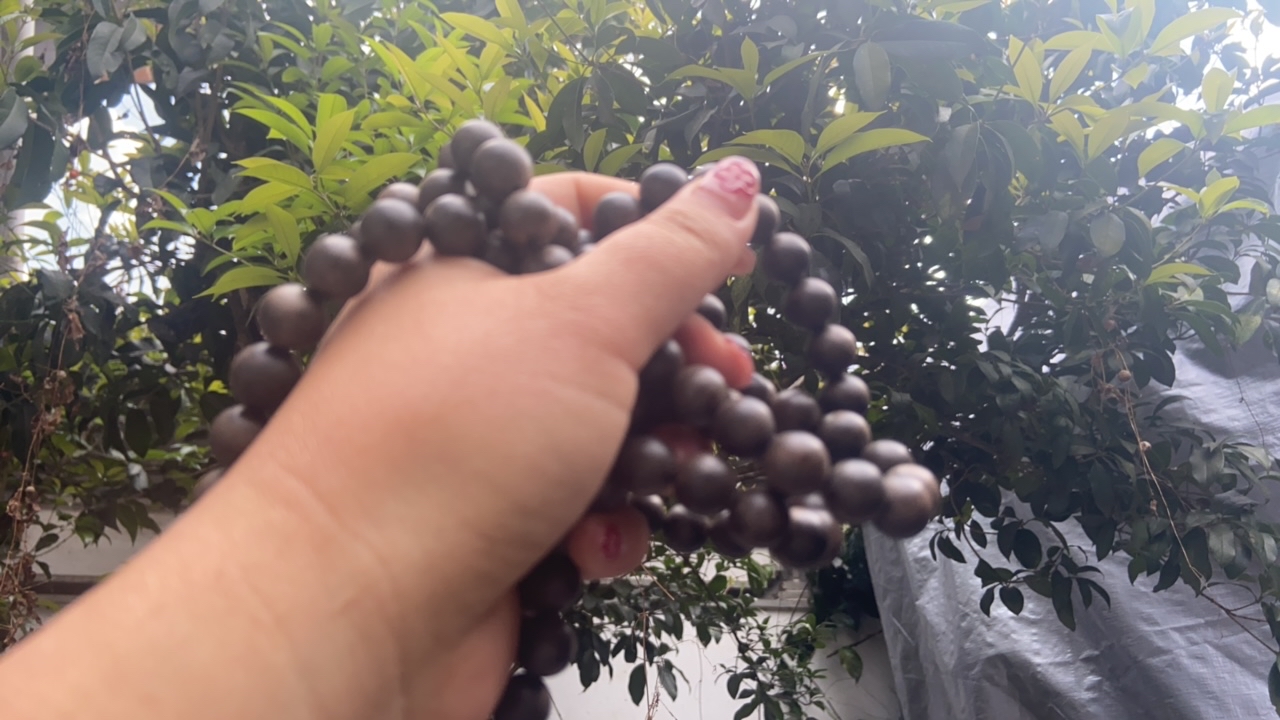 【土特产C】萫  2净含量40起