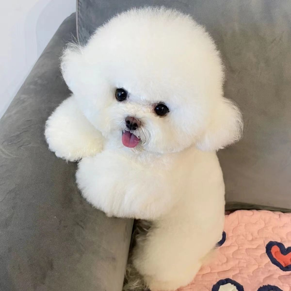 宠物狗养殖与训犬