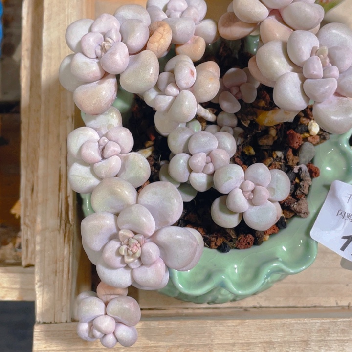 谢谢你的支持0000001293