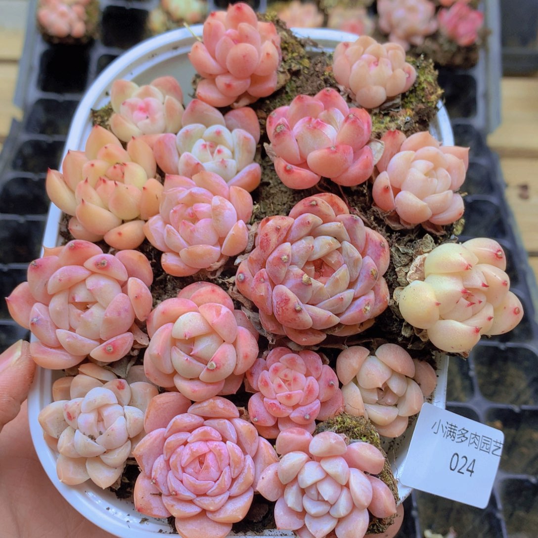 我要去看你了啊你024