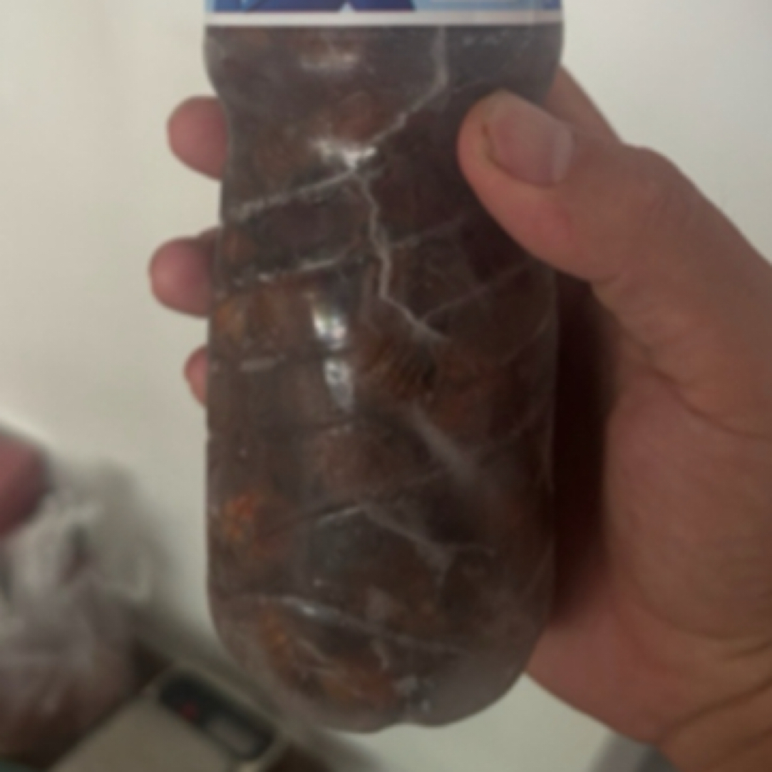截流鬼截流猴知了猴金蝉