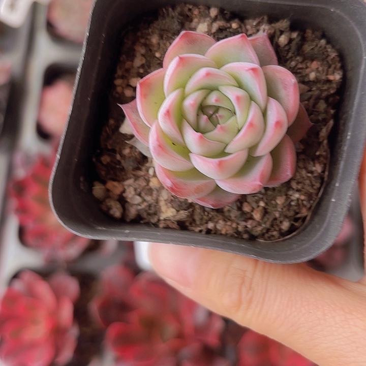 精品粉水晶多肉植物