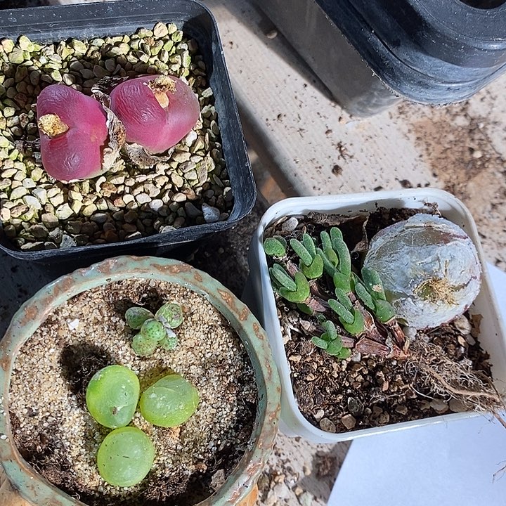 7321。 福利组合一组。  