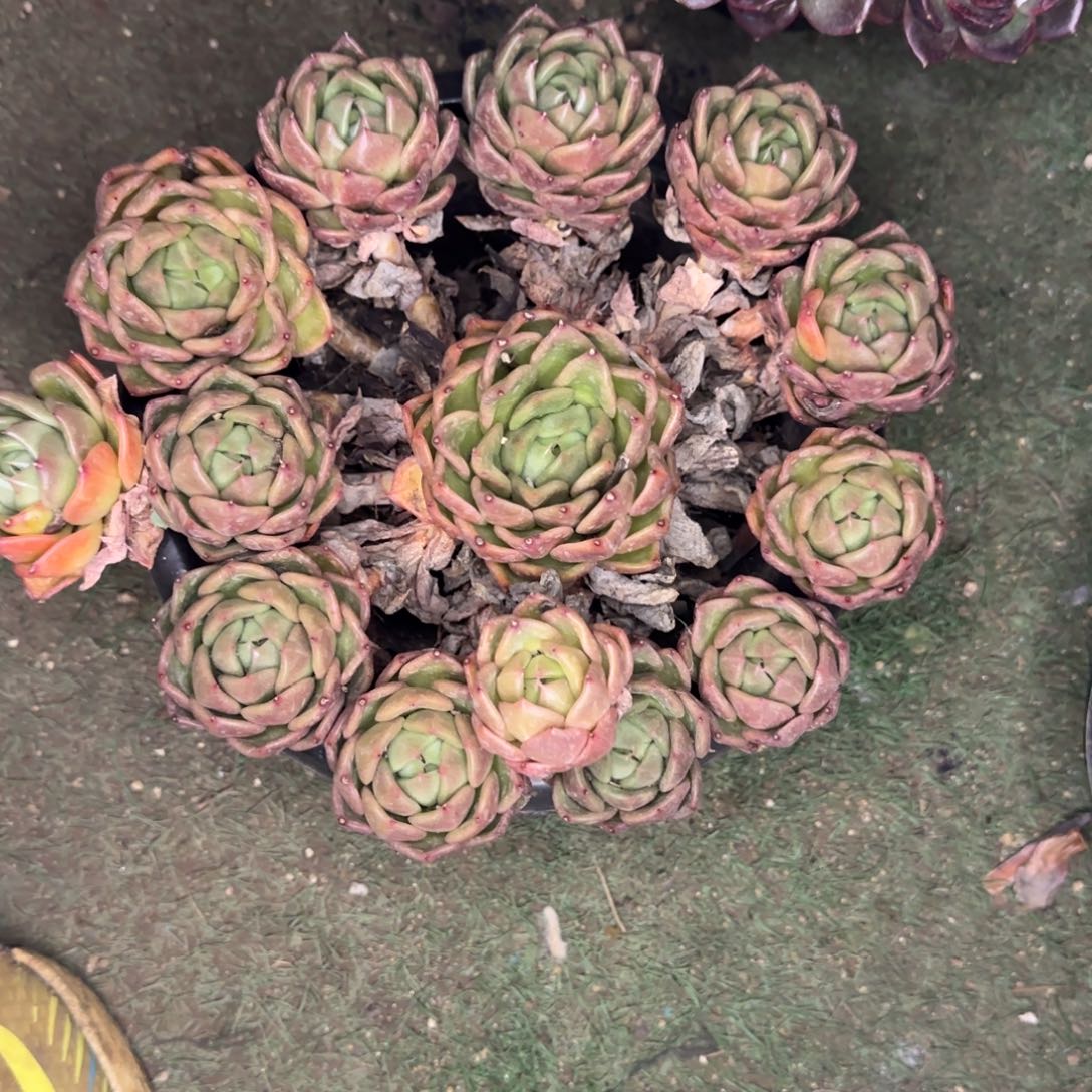 多肉植物多肉植物