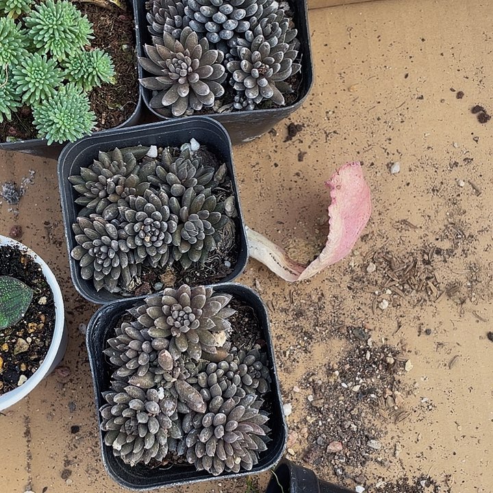 颠失联带盆土发货