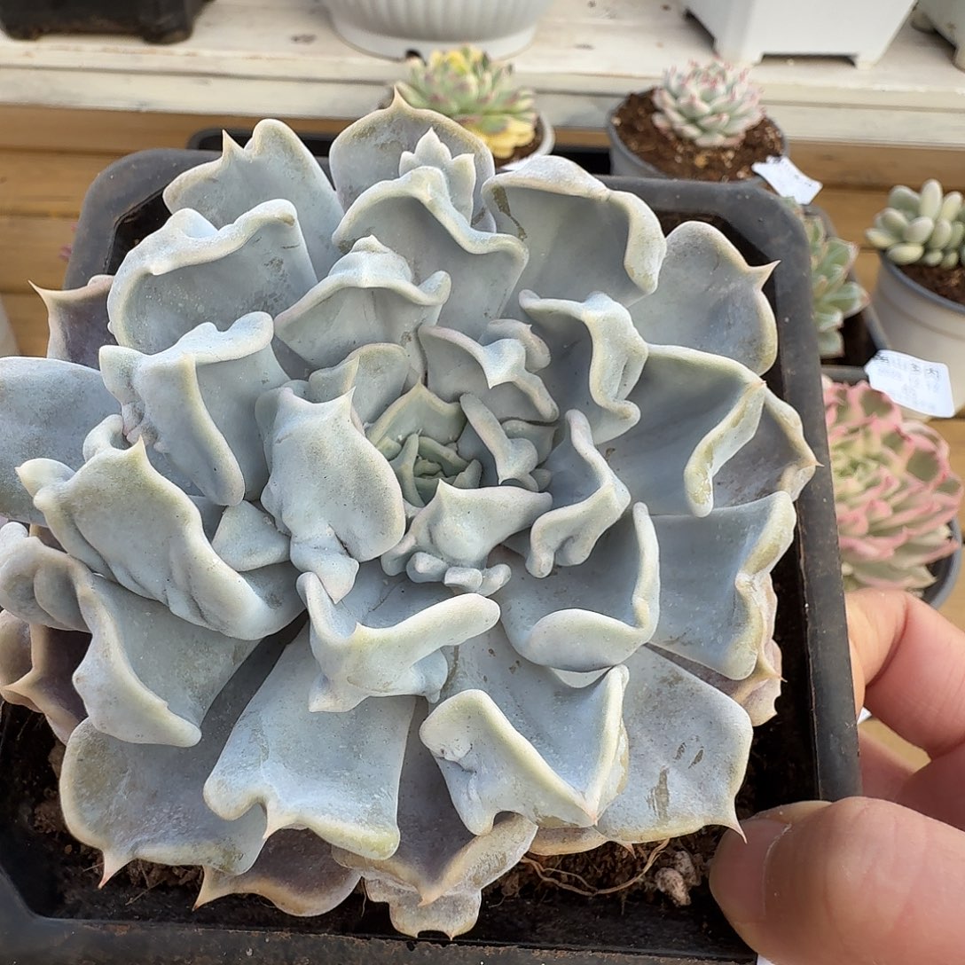 京爽珍珠11212-53