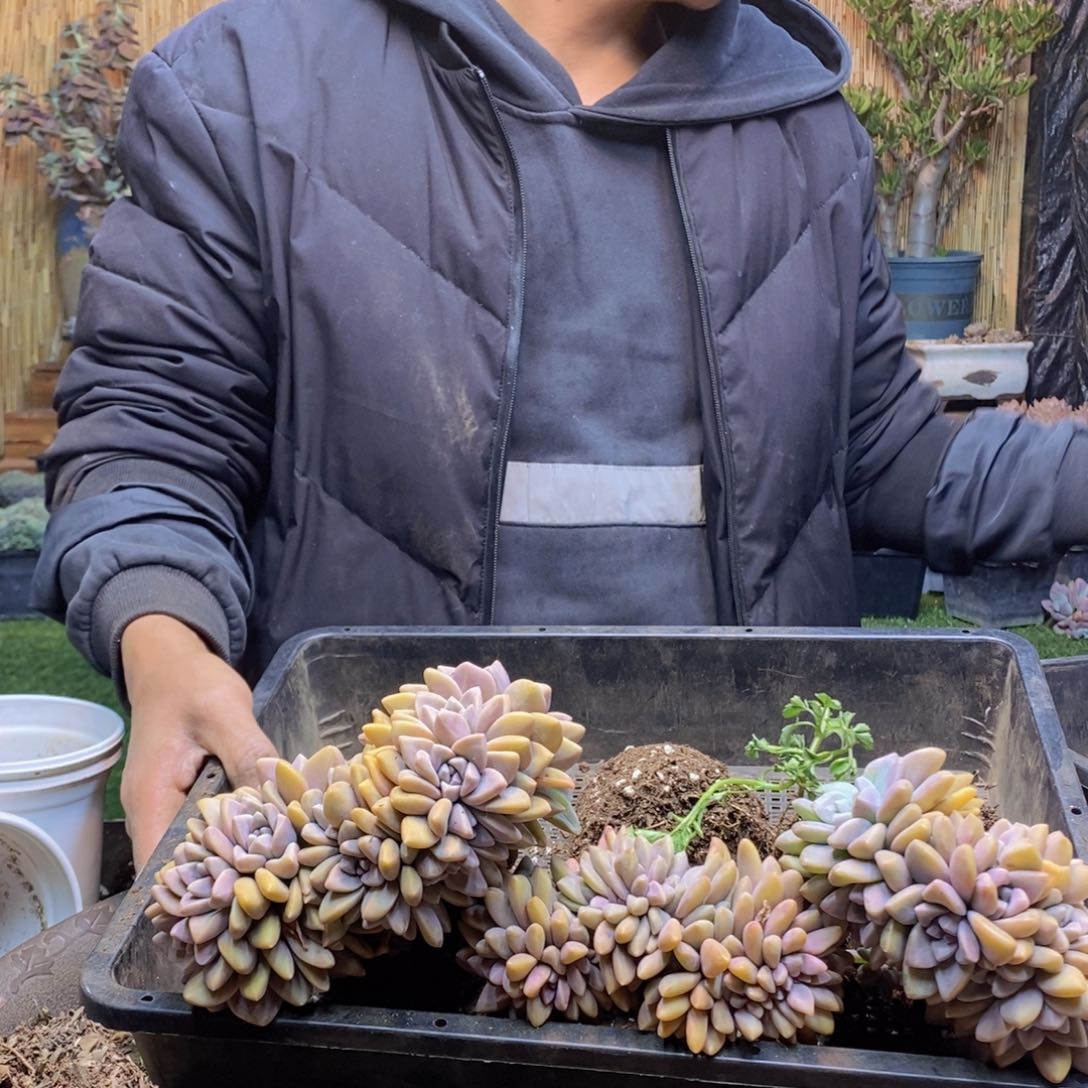 玛**卡13号三颗淡雪缀