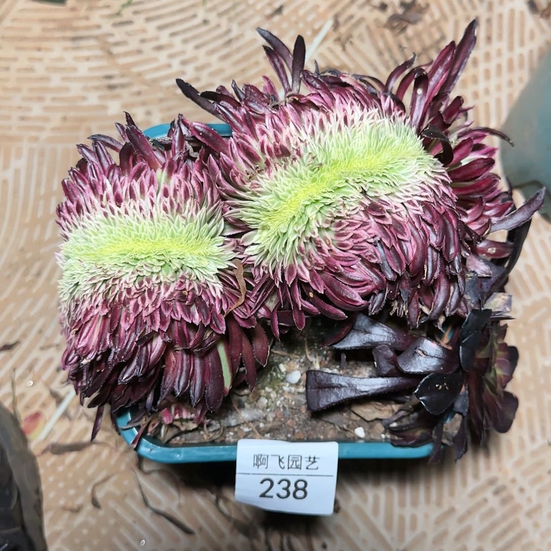 啊****啦238多肉 金丝菊缀