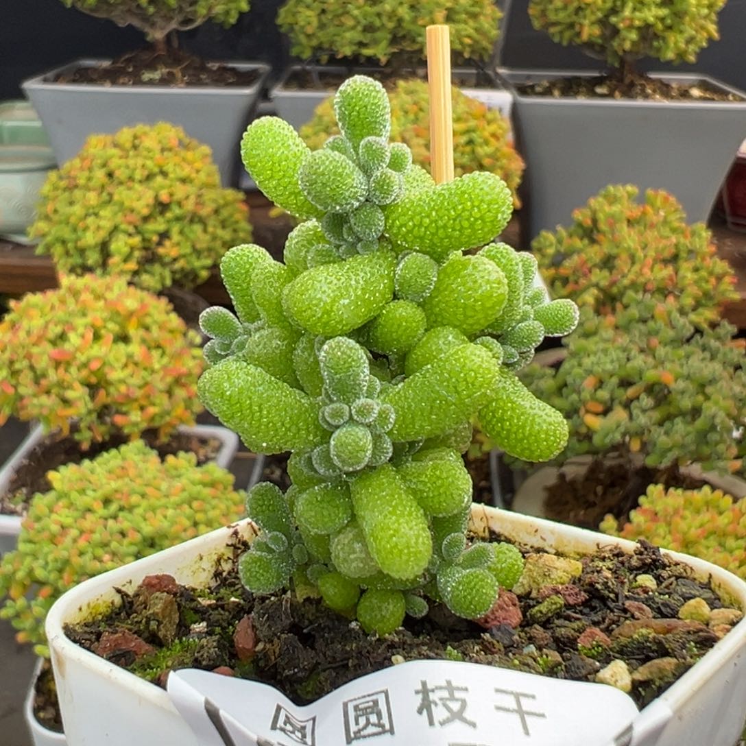 明***7dy5542胖胖小翡翠盆口5cm