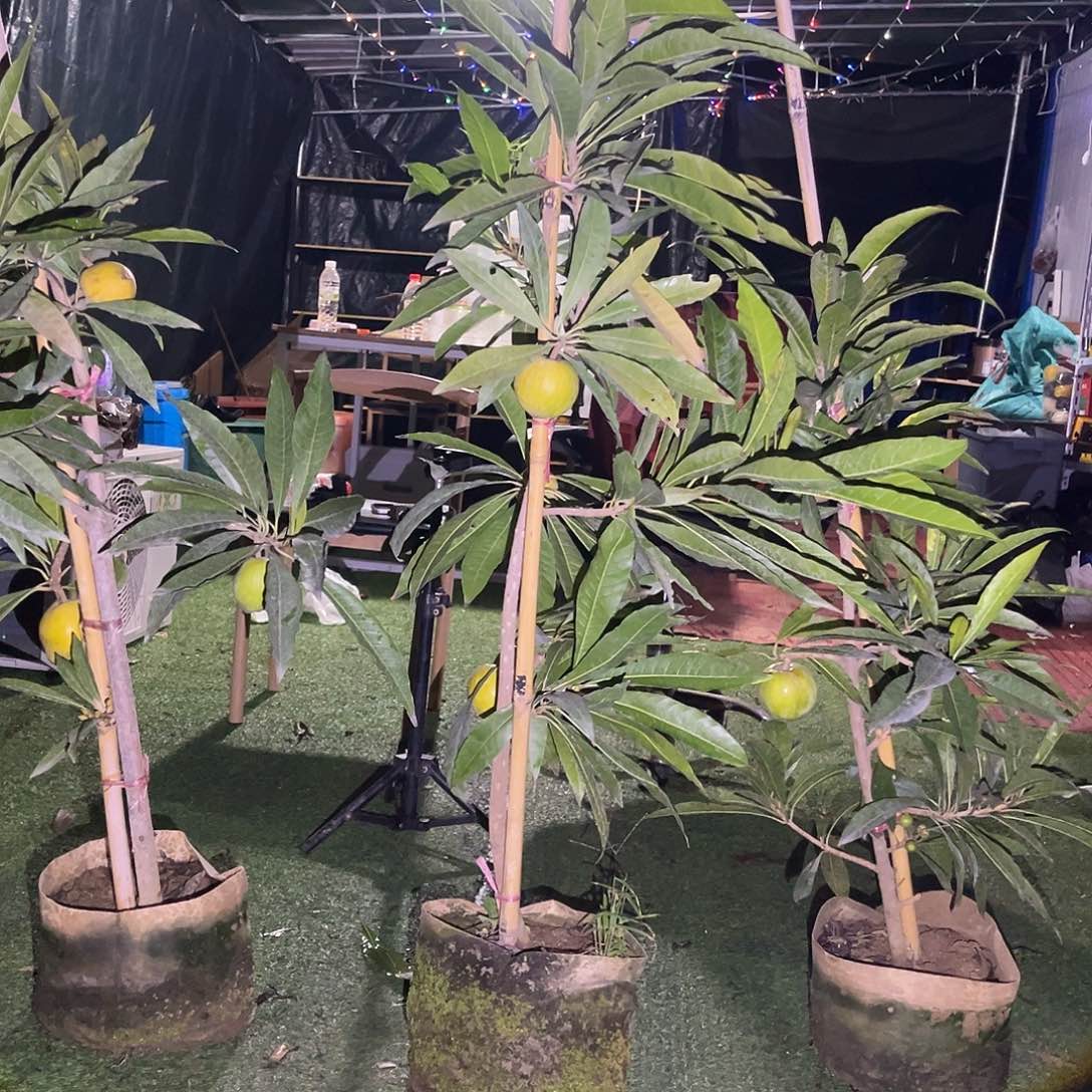 无花朵2222我要做的就是把自己的生活打理好了