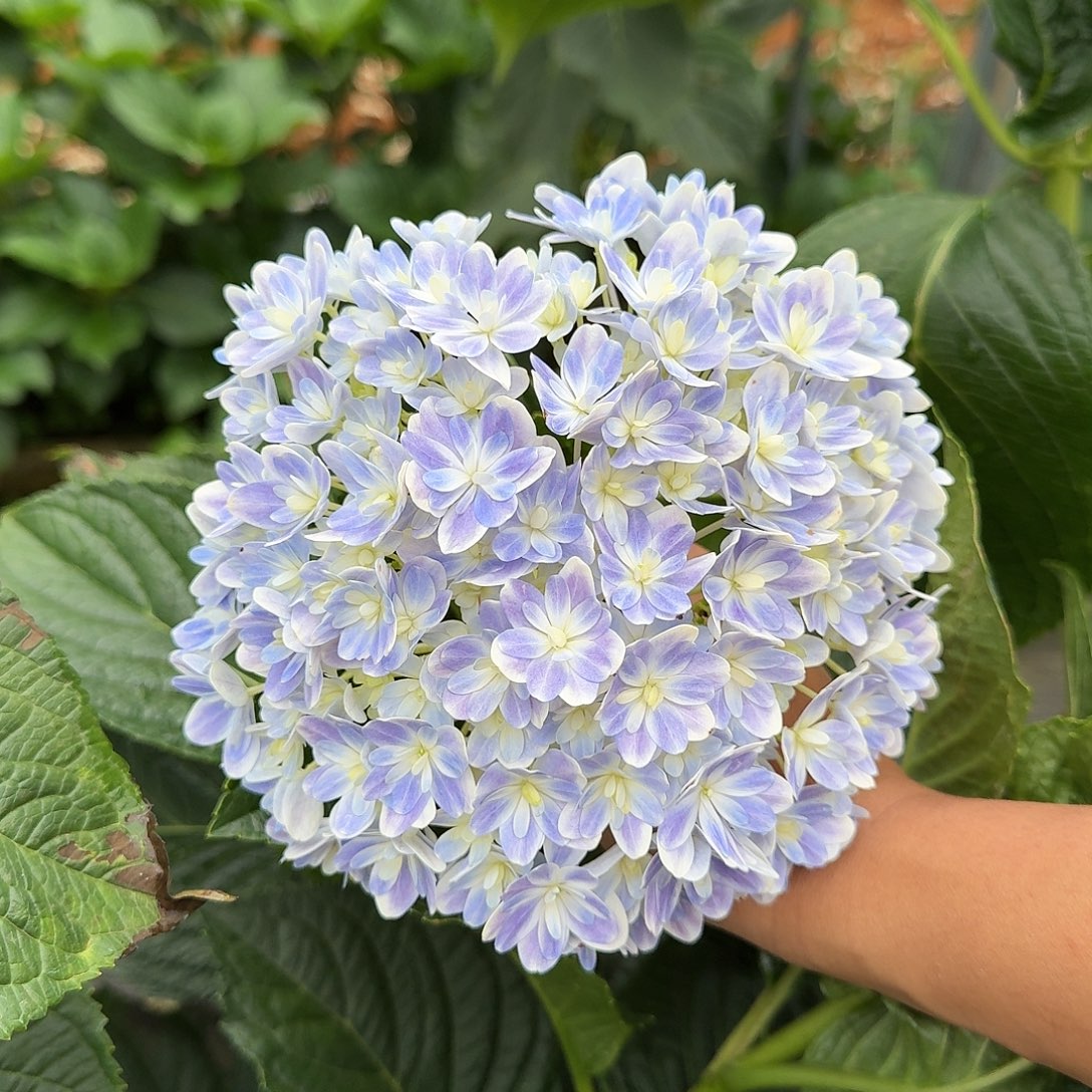 加购73号绣球/有色差介意勿拍/3单冷链包邮/偏远补运费发德邦