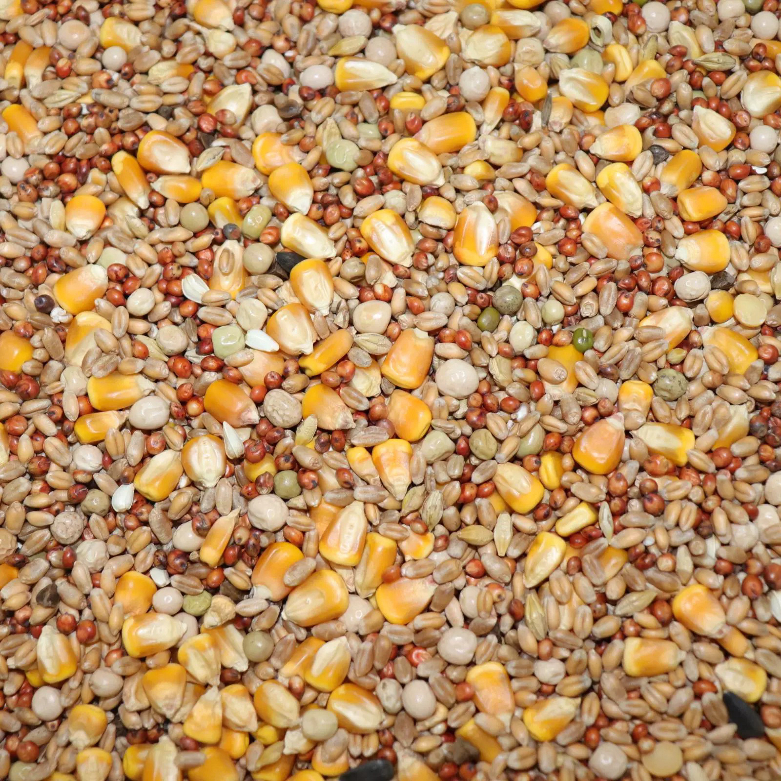 纯种大体米玛斯种鸽一对