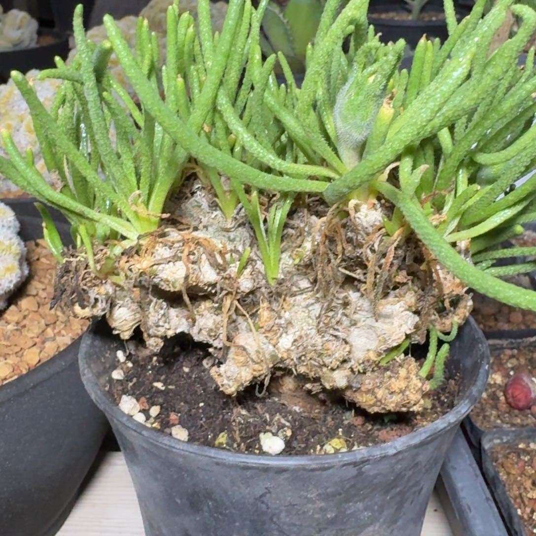 天赐块根多肉植物块根植物