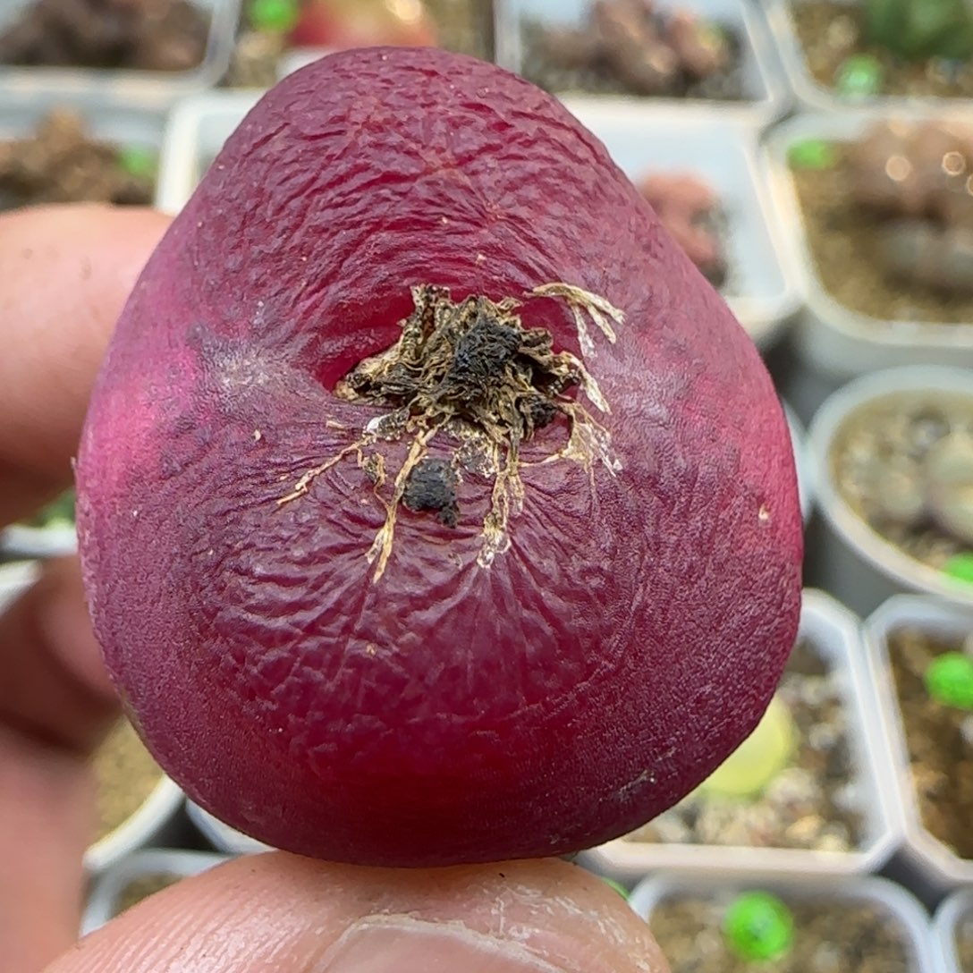 丝绒2.6+多肉植物179