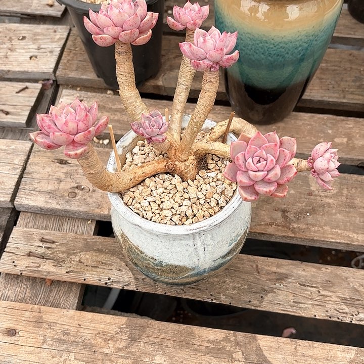 多肉植物，红粉佳人