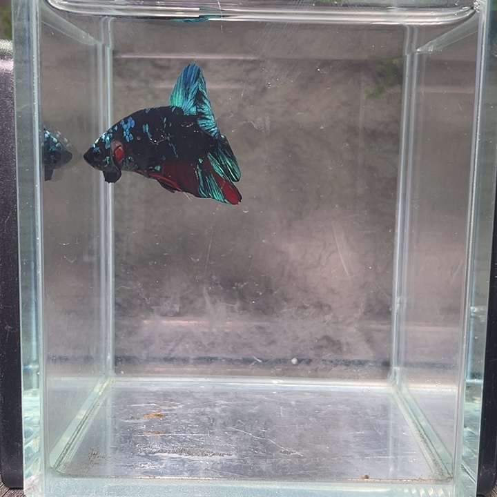 斗鱼听风观赏斗鱼