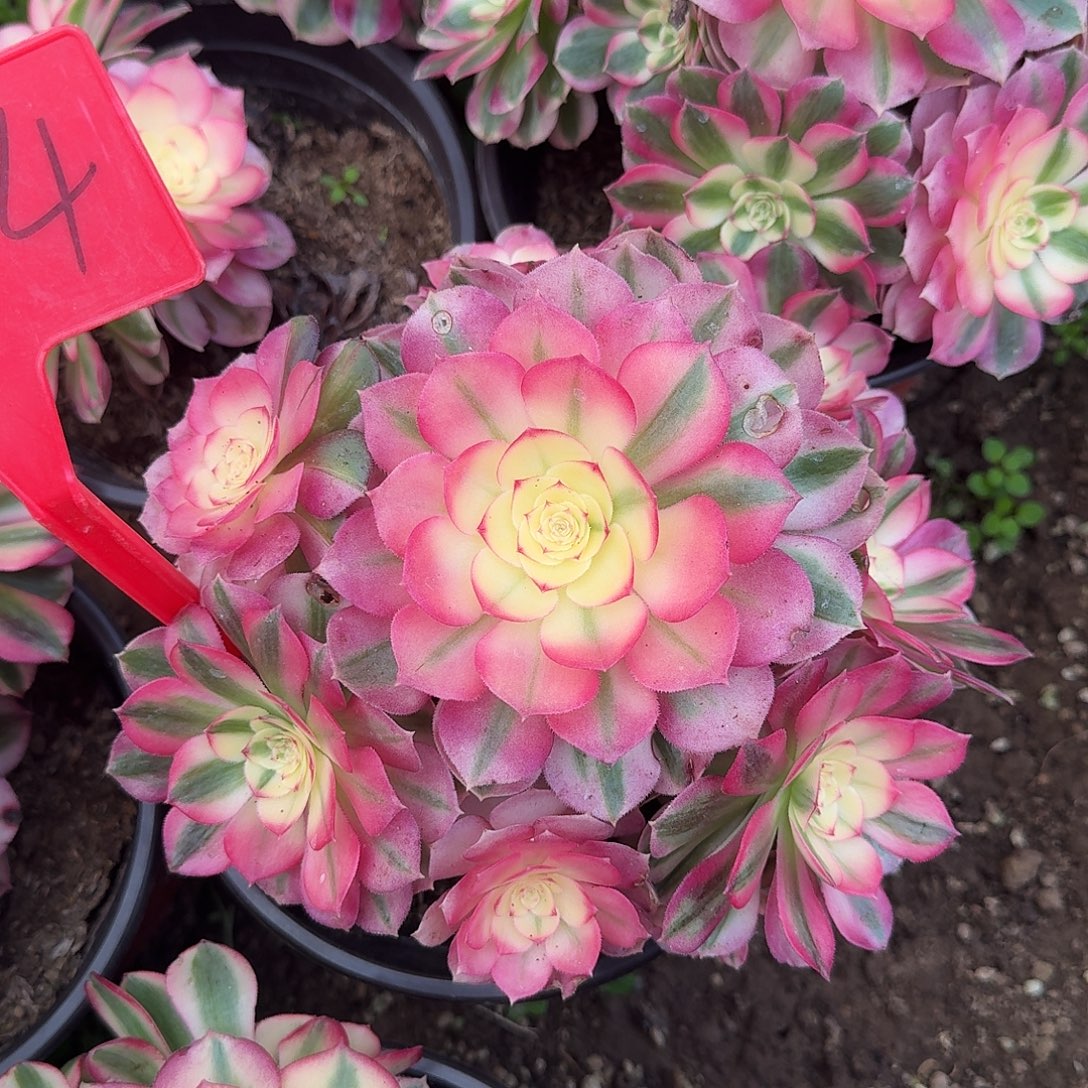 4574倾城多肉法师