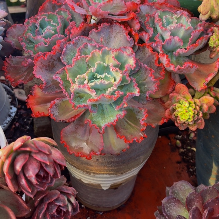 刘***惠老桩精品肉肉舞会红裙