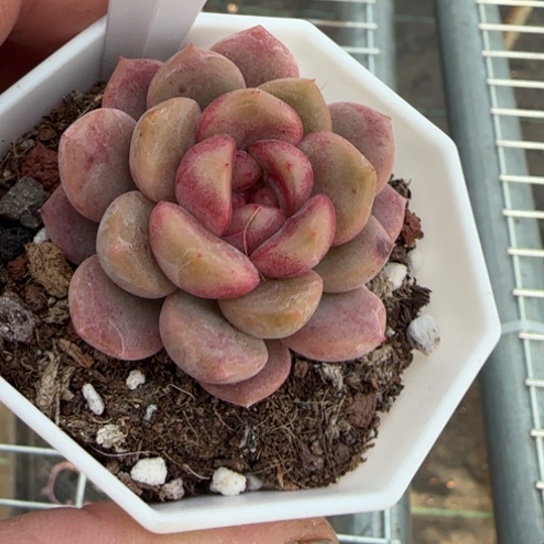 220葡萄珍妮一物一拍多肉