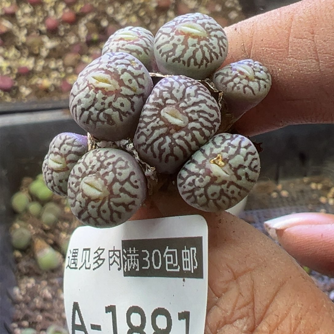 多肉植物11111111111111111