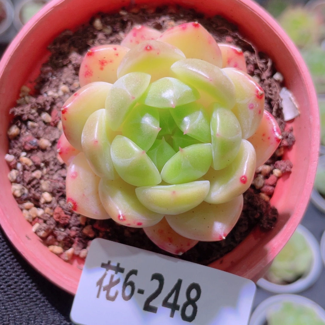 花利美6-248新品 