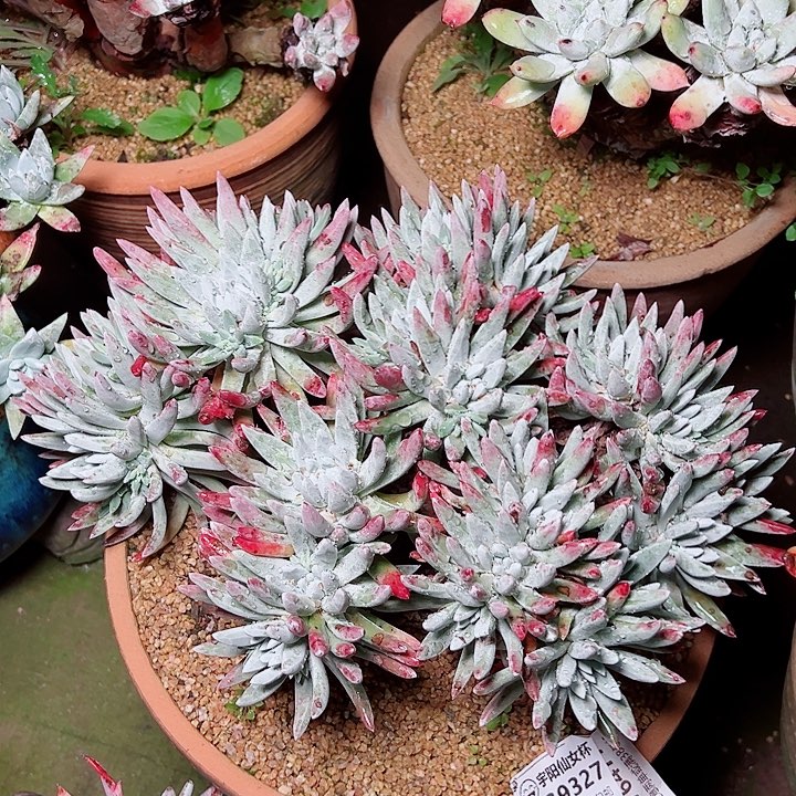 9327白鹭雪花仙女杯多肉