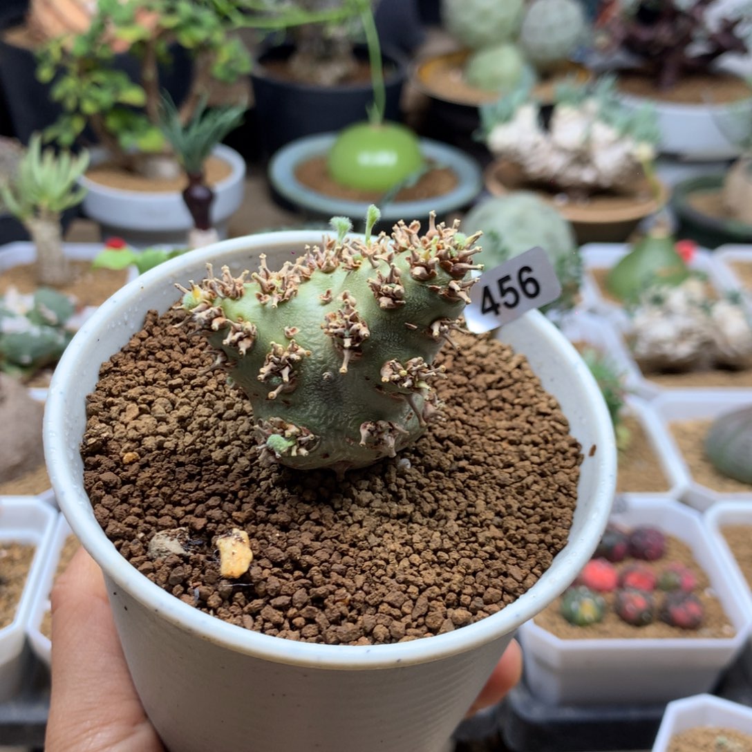 *****白皮月界带盆母本456